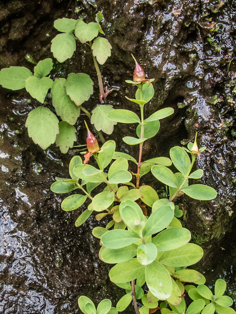 Hypericum buckleyi (Buckley's st. john's-wort) #58791