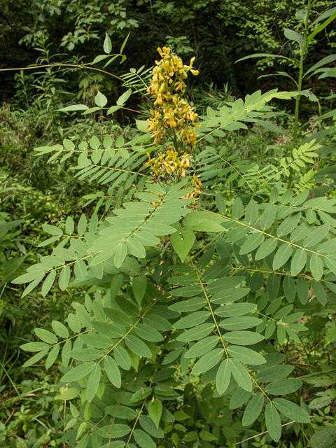 Senna marilandica (Maryland senna) #58800