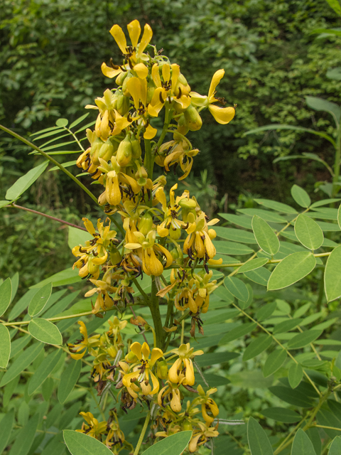 Senna marilandica (Maryland senna) #58801