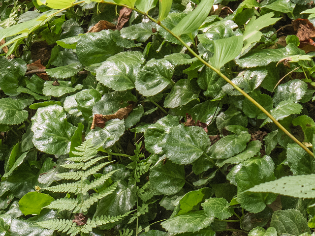 Shortia galacifolia (Oconee bells) #58803