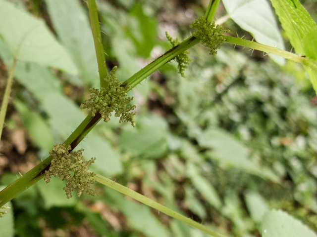 Laportea canadensis (Canadian woodnettle) #58804