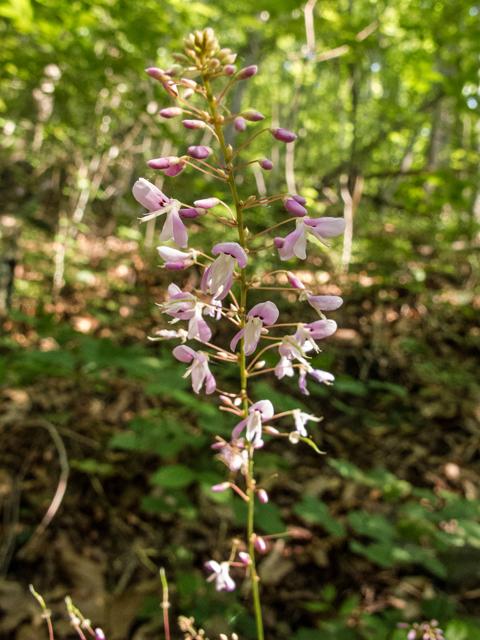 Desmodium nudiflorum (Nakedflower ticktrefoil) #58807