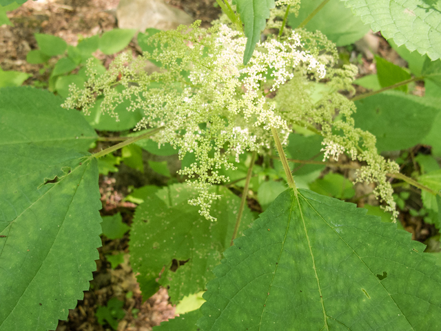 Laportea canadensis (Canadian woodnettle) #58810