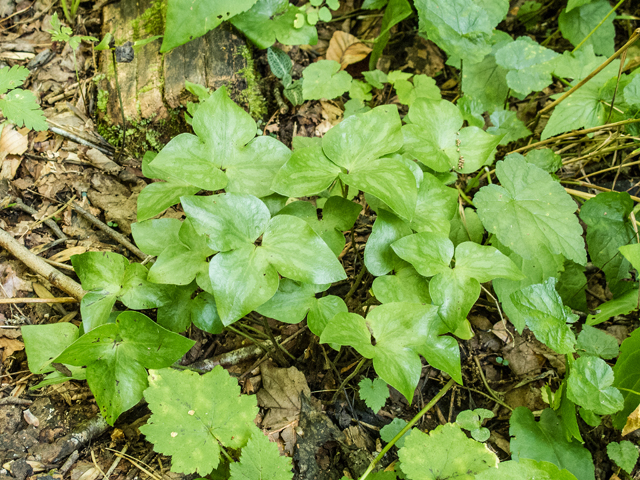 Hepatica nobilis var. acuta (Sharplobe hepatica) #58812