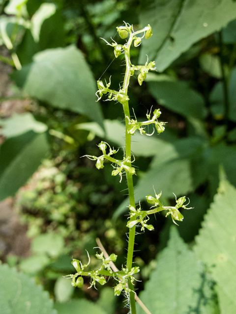 Laportea canadensis (Canadian woodnettle) #58813