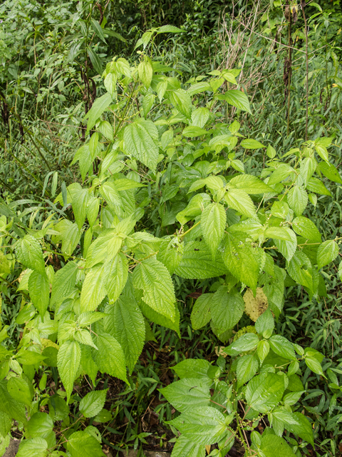 Boehmeria cylindrica (Smallspike false nettle) #58824