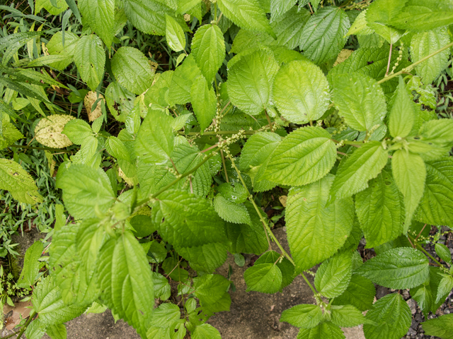 Boehmeria cylindrica (Smallspike false nettle) #58825