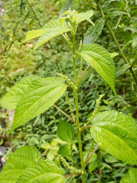 Boehmeria cylindrica (Smallspike false nettle) #58826