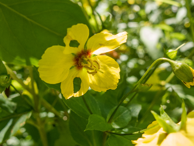 Lysimachia ciliata (Fringed loosestrife) #58841