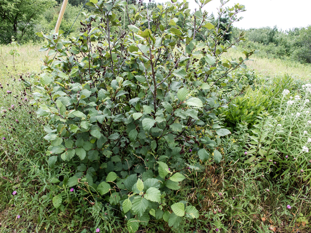 Alnus viridis (Green alder) #59294