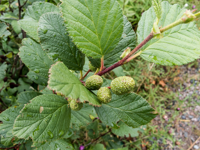 Alnus viridis (Green alder) #59295