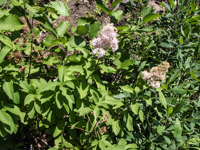 Spiraea alba var. latifolia (White meadowsweet) #59336