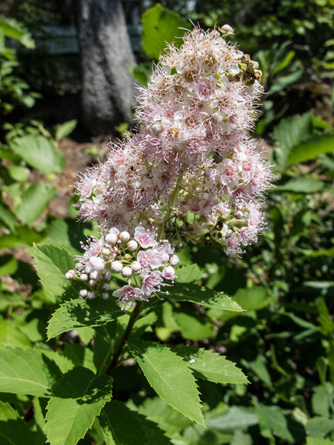 Spiraea alba var. latifolia (White meadowsweet) #59337