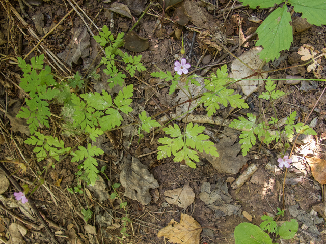 Geranium robertianum (Robert geranium) #59357