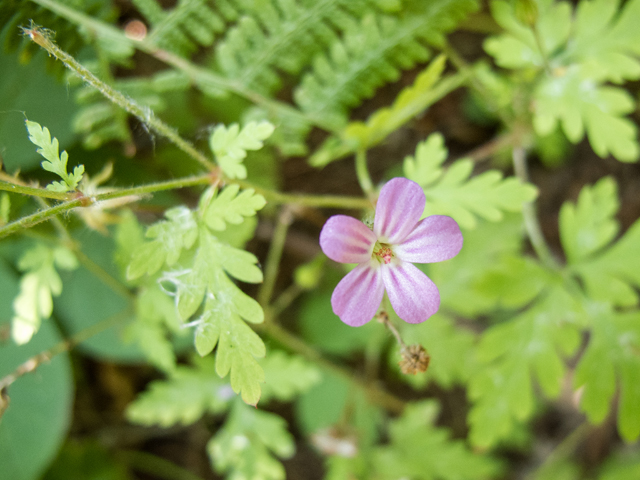 Geranium robertianum (Robert geranium) #59358