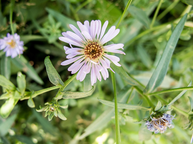 Symphyotrichum novi-belgii var. villicaule (Hairy new york aster) #59360