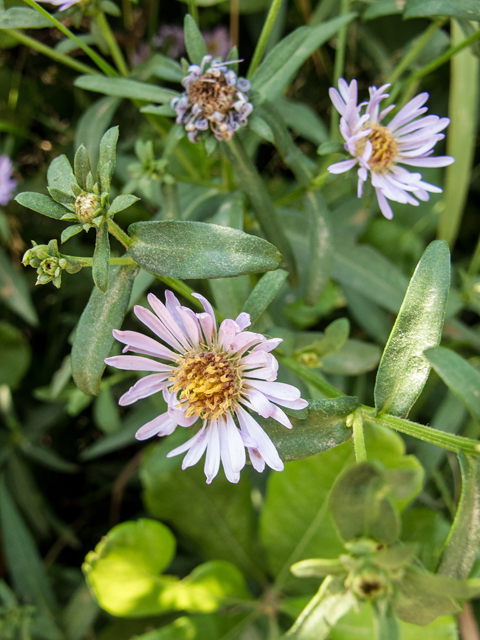 Symphyotrichum novi-belgii var. villicaule (Hairy new york aster) #59361