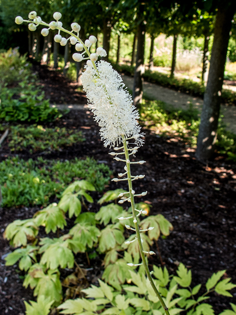 Actaea racemosa var. racemosa (Black cohosh) #59403