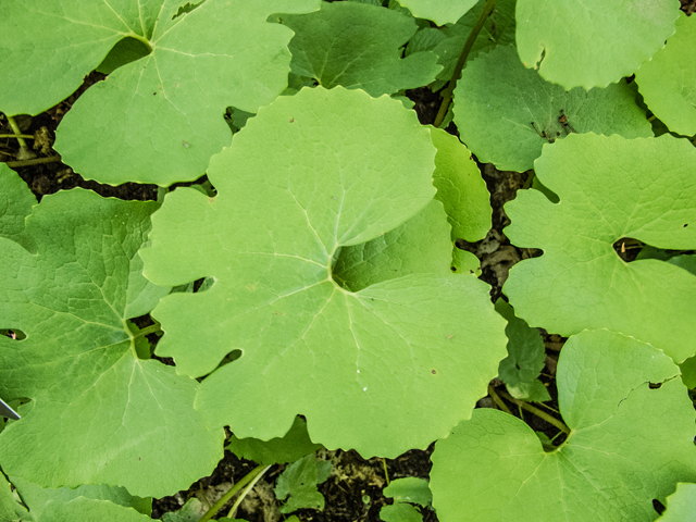 Sanguinaria canadensis (Bloodroot) #59405