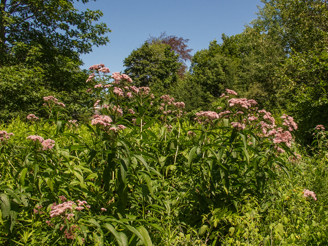 Eutrochium maculatum (Spotted joe-pye weed) #59426