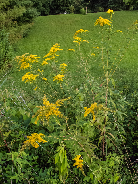 Solidago gigantea (Giant goldenrod) #59438