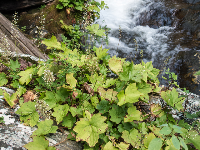 Heuchera villosa (Hairy alumroot) #59456