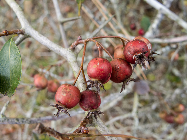 Crataegus crus-galli (Cockspur hawthorn) #59488