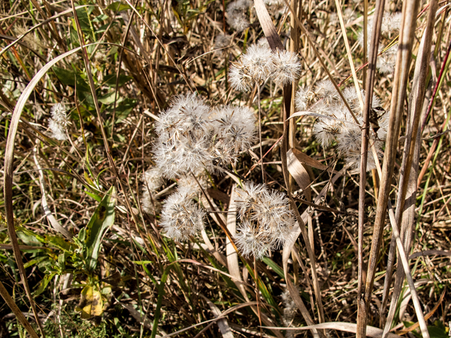 Brickellia eupatorioides (False boneset ) #59503