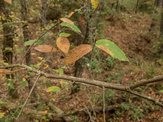 Ulmus alata (Winged elm) #59507