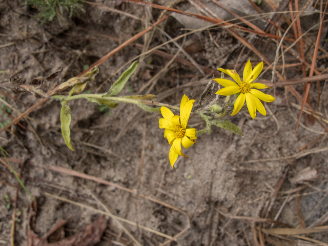 Heterotheca subaxillaris (Camphorweed) #59518