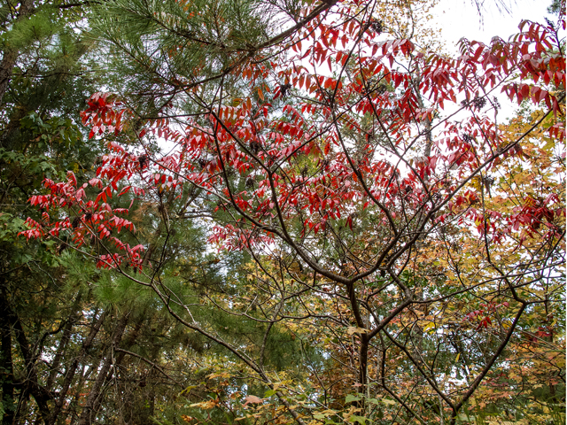 Rhus copallinum (Winged sumac) #59521