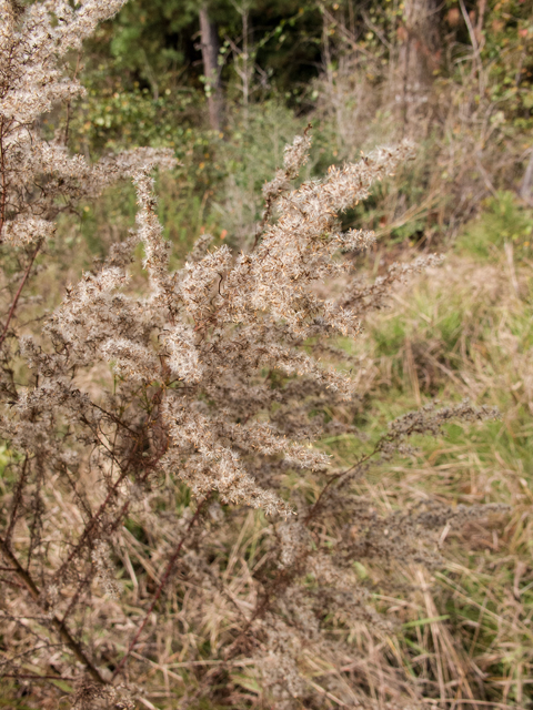 Eupatorium capillifolium (Dogfennel) #59526