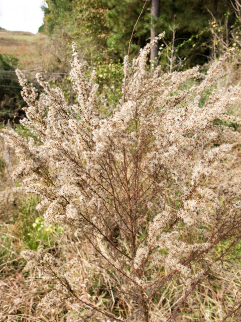 Eupatorium capillifolium (Dogfennel) #59527