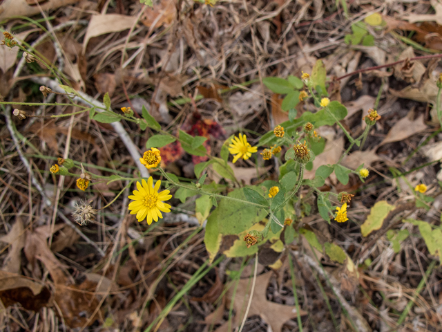 Heterotheca subaxillaris (Camphorweed) #59529