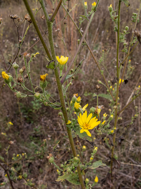 Heterotheca subaxillaris (Camphorweed) #59530