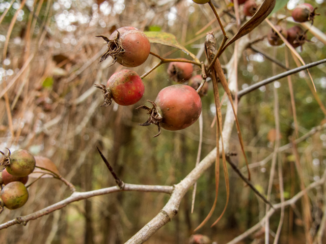 Crataegus crus-galli (Cockspur hawthorn) #59535