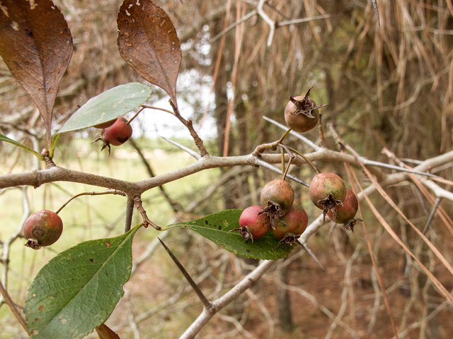 Crataegus crus-galli (Cockspur hawthorn) #59536