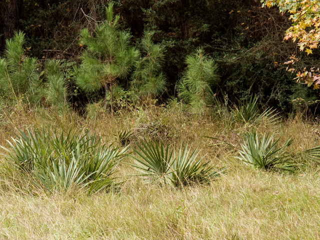 Sabal minor (Dwarf palmetto) #59539