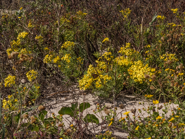 Senecio riddellii (Riddell's ragwort) #59583