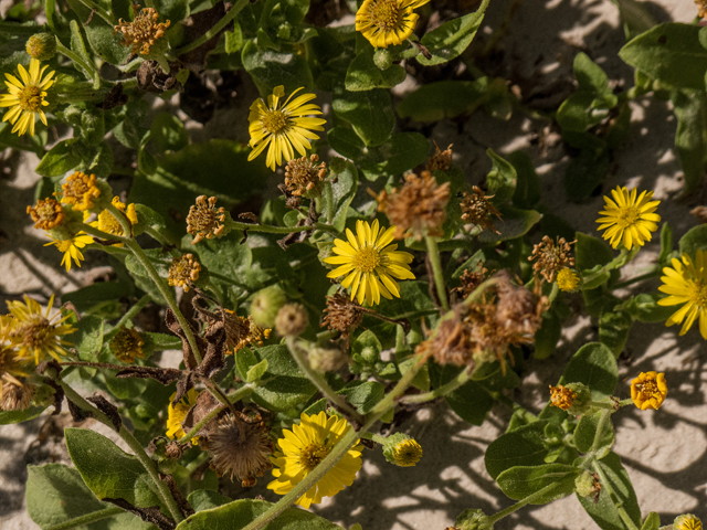 Heterotheca subaxillaris (Camphorweed) #59584