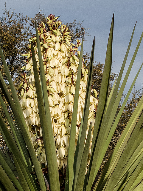 Yucca torreyi (Torrey yucca) #66363