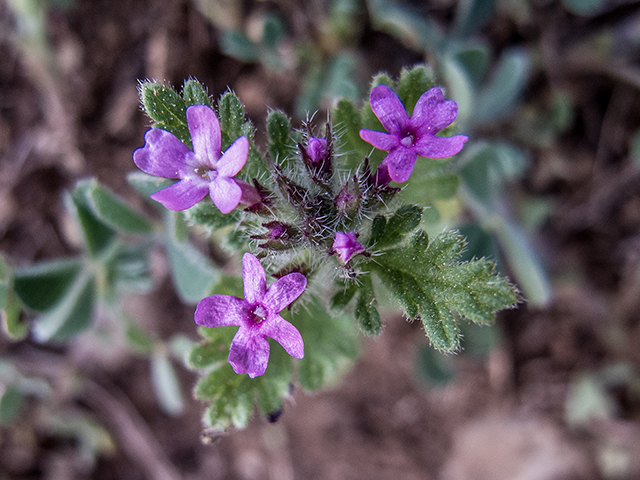 Glandularia pumila (Dwarf vervain) #66365