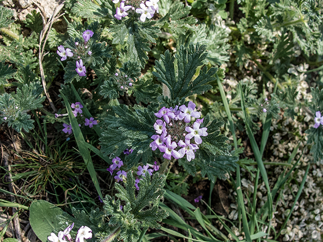 Glandularia pumila (Dwarf vervain) #66368