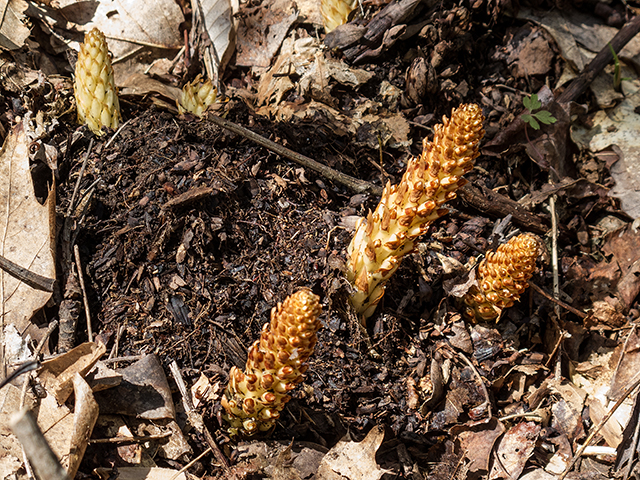 Conopholis americana (American cancer-root) #66391