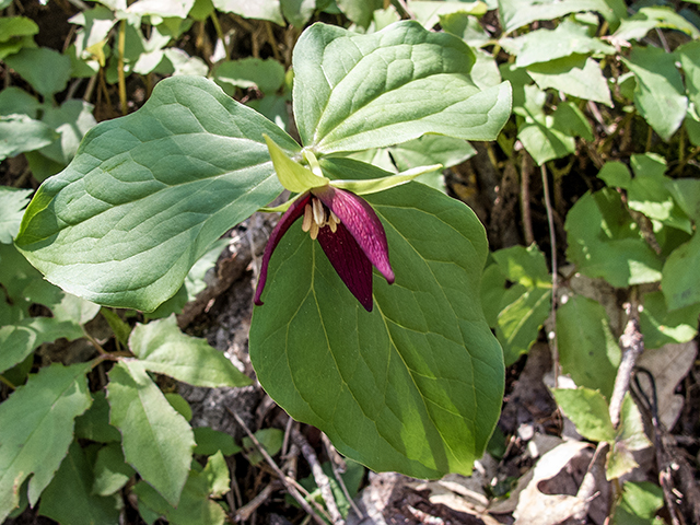 Trillium erectum (Red trillium) #66402