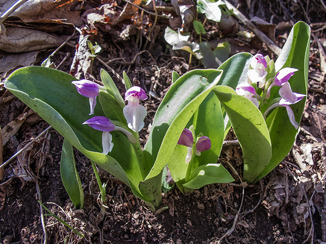 Galearis spectabilis (Showy orchid) #66403