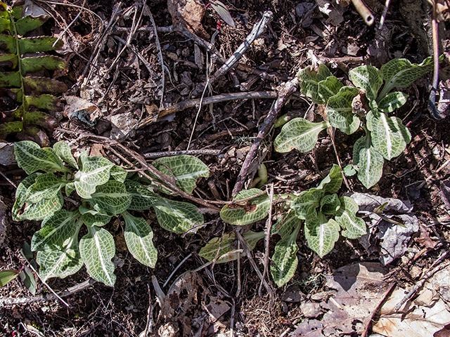 Goodyera pubescens (Downy rattlesnake plantain) #66404