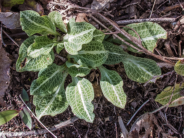 Goodyera pubescens (Downy rattlesnake plantain) #66405