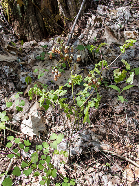 Thalictrum dioicum (Early meadow-rue) #66408