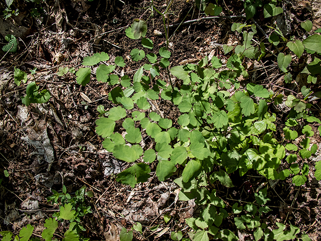 Thalictrum dioicum (Early meadow-rue) #66409